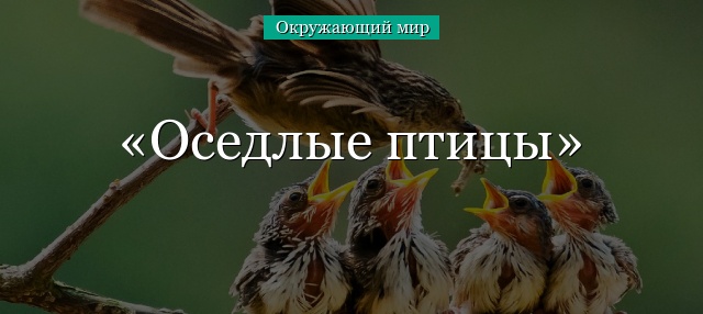 Оседлые птицы – это какие, список, определение, названия и примеры для детей кратко (1 класс, окружающий мир)