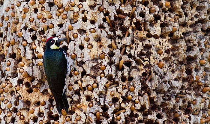 Оседлые птицы – это какие, список, определение, названия и примеры для детей кратко (1 класс, окружающий мир)