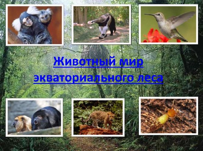 Особенности экваториальных лесов &ndash; климат, природные зоны, характеристики и примеры кратко (7 класс, география)