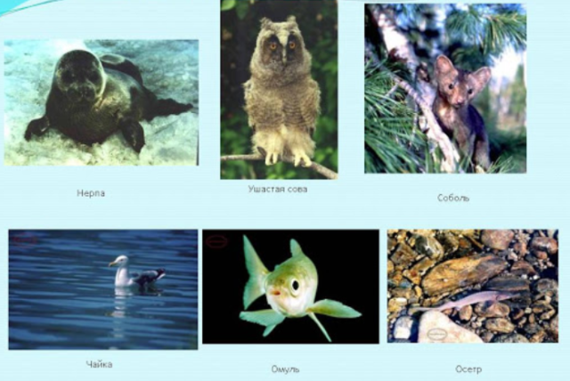 Особенности озера Байкал &ndash; особые черты природы кратко (6 класс, география)