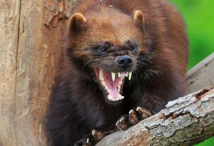 Особенности тайги, климат смешанных и широколиственных лесов