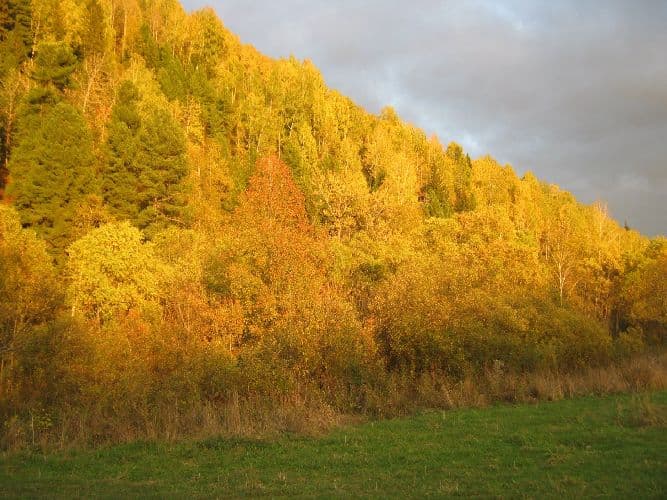 Особенности тайги, климат смешанных и широколиственных лесов