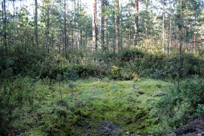 Особенности тайги, климат смешанных и широколиственных лесов