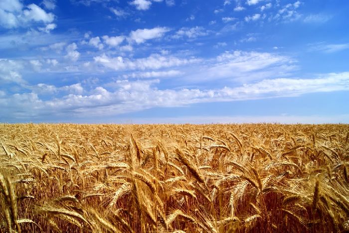 Отрасли экономики &ndash; какие бывают, определение, виды, перечень и примеры кратко (география)