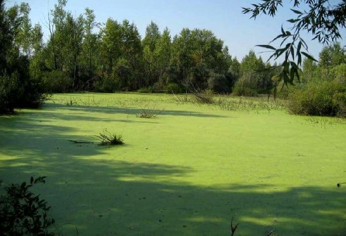 Озера и болота (8 класс) &ndash; геологическая деятельность, птицы-обитатели