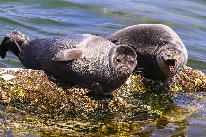 Озеро Байкал &mdash; общая характеристика и интересные факты