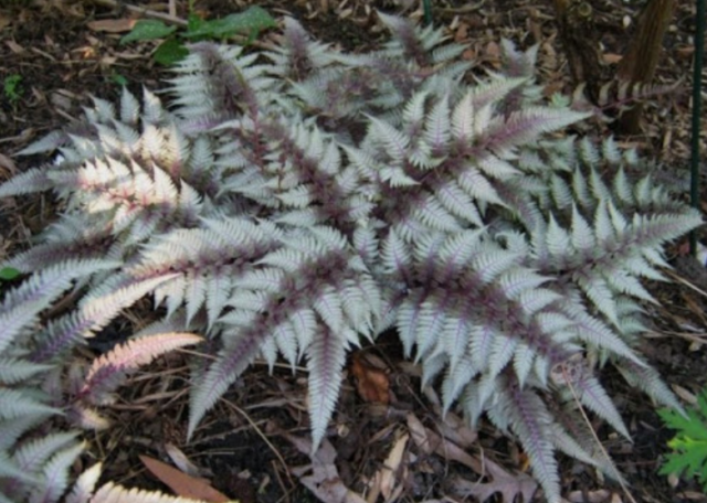 Папоротники &ndash; характеристика растения для доклада или сообщения (3 класс, окружающий мир)