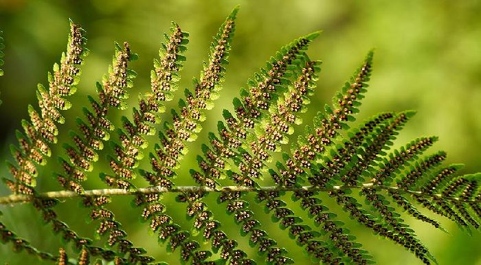 Папоротники &ndash; характеристика растения для доклада или сообщения (3 класс, окружающий мир)