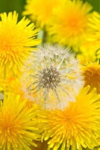 &laquo;ПарашУт&raquo; или &laquo;парашЮт&raquo;, как пишется на русском языке?