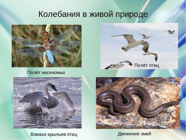 Период и частота колебаний – формула зависимости