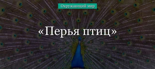 Перо птицы (окружающий мир, 1 класс)