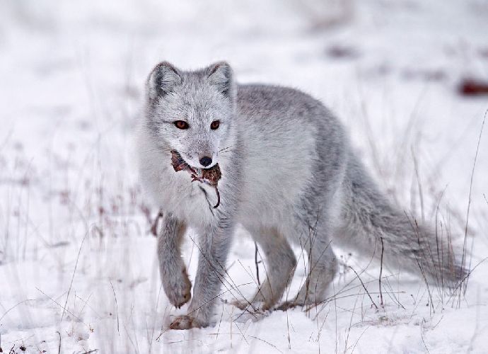Песец – чем питается зверь, среда обитания, рассказ для сообщения для детей