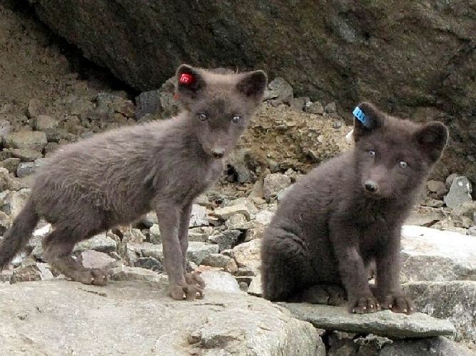 Песец – чем питается зверь, среда обитания, рассказ для сообщения для детей