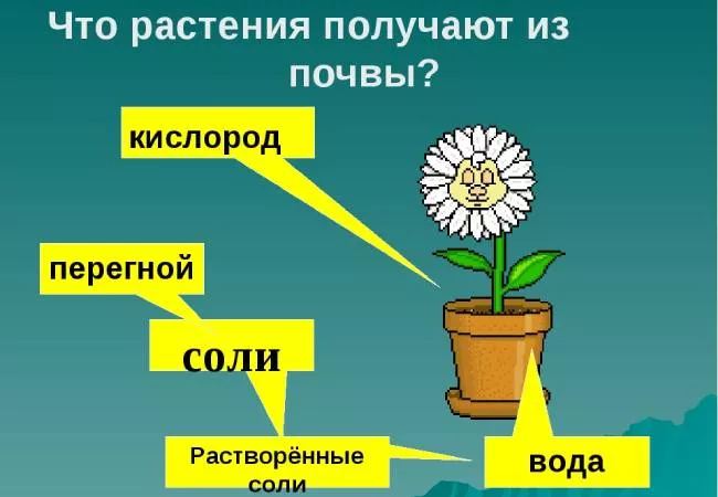 Питание растений – что они получают из почвы?