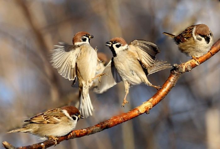 Почему важно беречь и защищать животных Земли – кратко для детей (4 класс, окружающий мир)