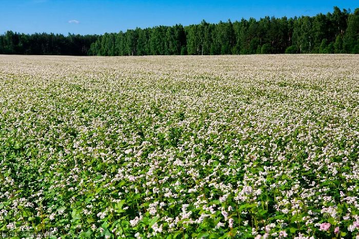 Почва лесостепи и степи в России – основные свойства степной зоны кратко (4 класс, окружающий мир)