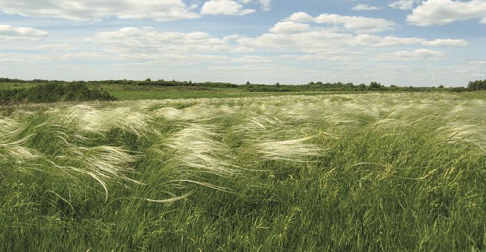 Почва лесостепи и степи в России – основные свойства степной зоны кратко (4 класс, окружающий мир)