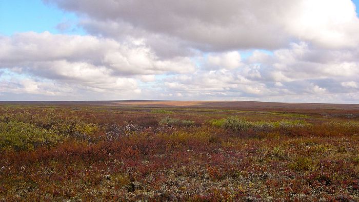 Почвы тундры – типы на территории России, свойства и характеристики кратко (6 класс, география)