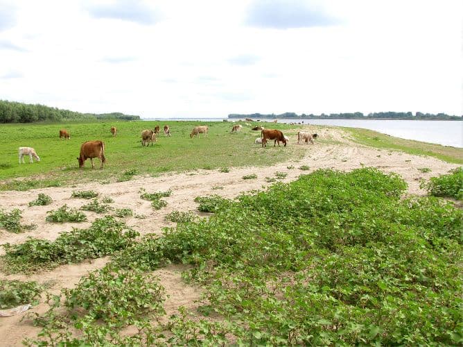 Пойма реки – что это за место, определение