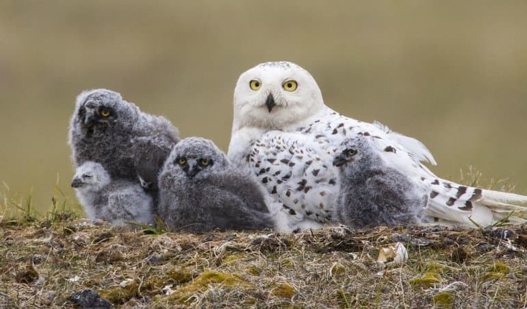 Полярная сова &mdash; описание птицы и общая характеристика