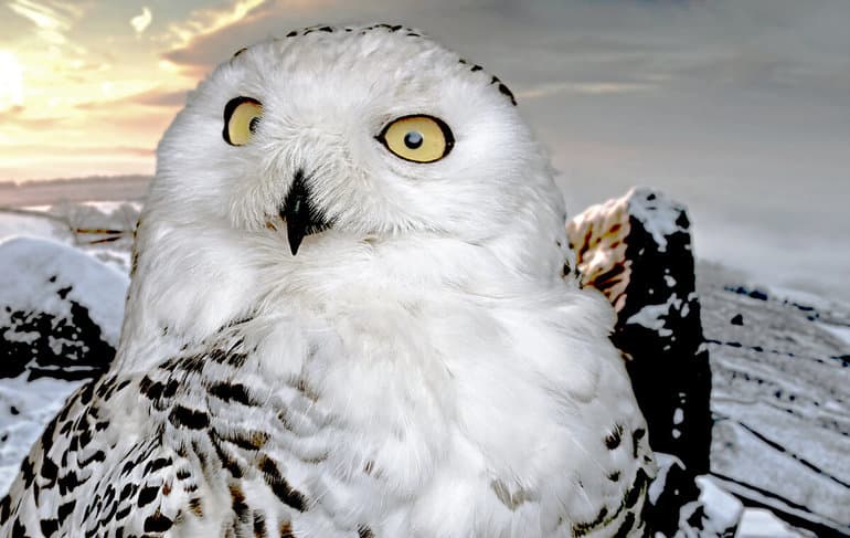 Полярная сова &mdash; описание птицы и общая характеристика
