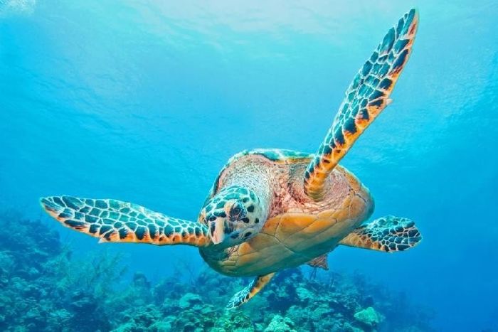 Пресмыкающиеся животные &ndash; какие животные относятся к группе, список, среда обитания