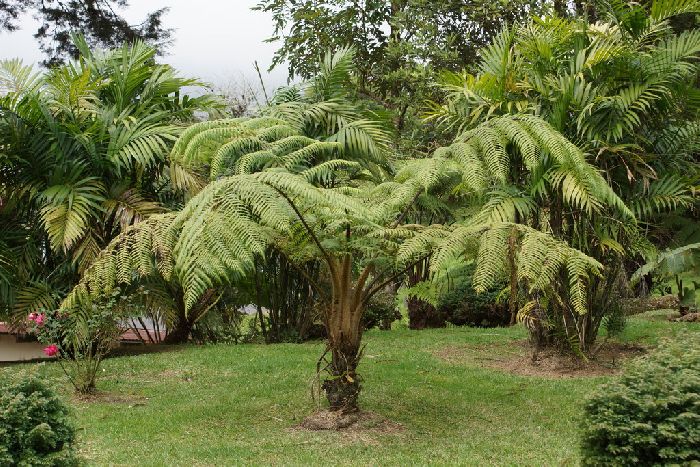 Примеры папоротниковых растений – список названий кратко (3 класс, окружающий мир)