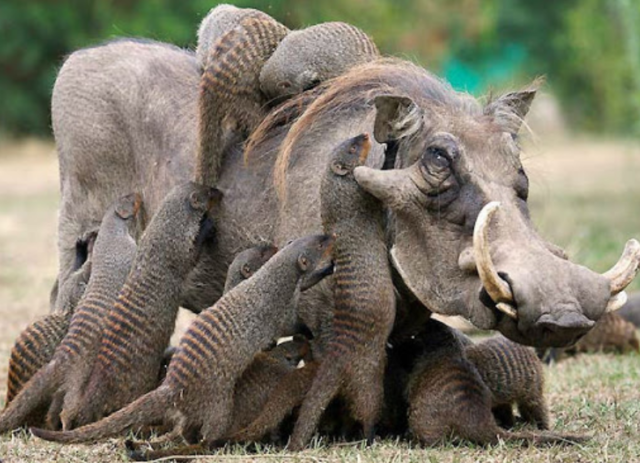 Примеры связей между различными животными &ndash; кратко (2 класс, окружающий мир)