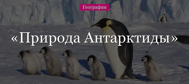 Природа Антарктиды – природные ресурсы и зоны, особенности охраны