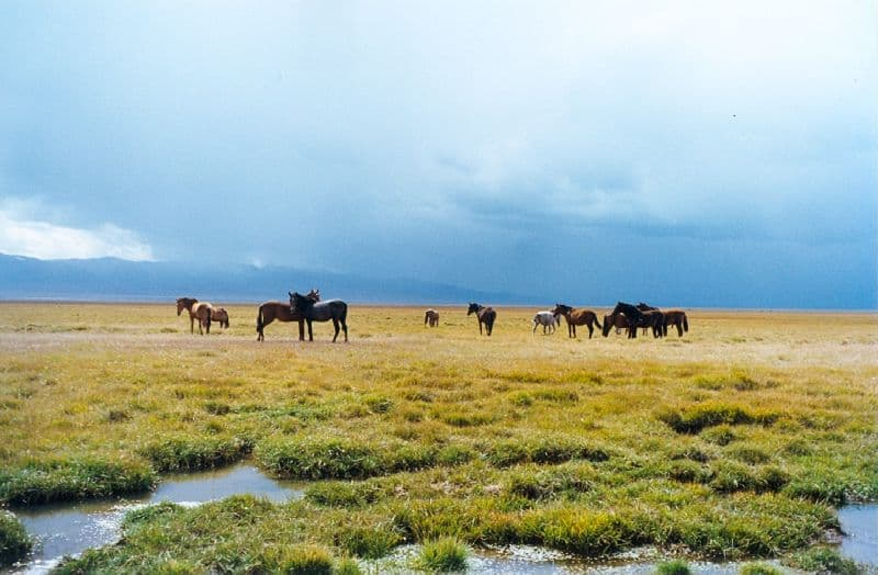 Природа Австралии (7 класс) &ndash; ресурсы и пояса материка