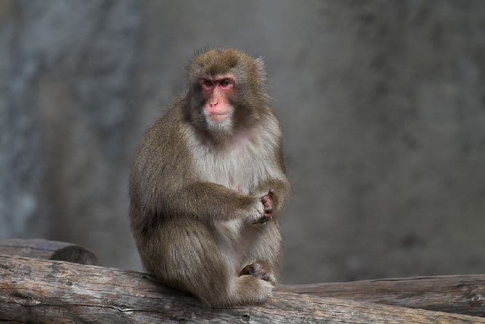 Природа Японии, природные условия