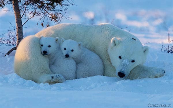 Природная зона Арктических пустынь России &ndash; где расположена, план описания