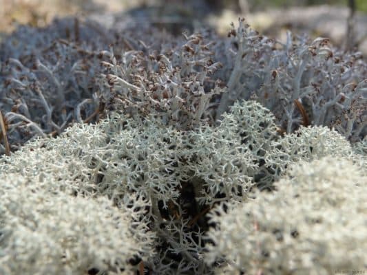 Природная зона Арктики в России