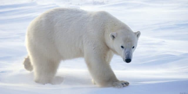 Природная зона Арктики в России