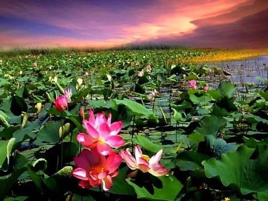 Природная зона Астрахани &ndash; в какой зоне находится