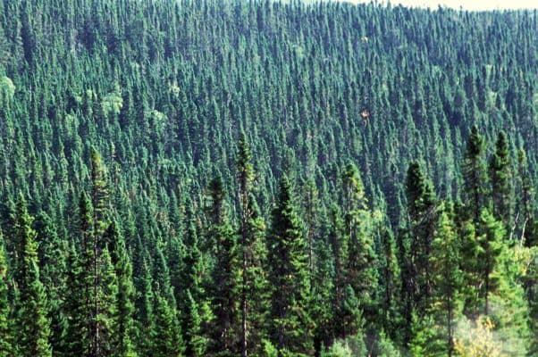 Природная зона Пермского края, в какой зоне находится Пермь