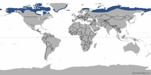 Природная зона России Тундра, план описания и харакетристика (почва, животные)