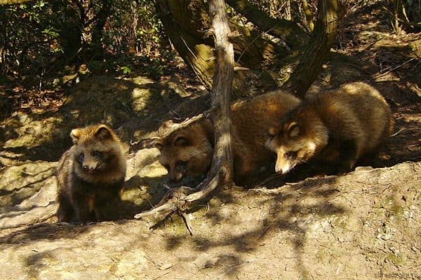 Природная зона Самарской области, в какой зоне находится Самара