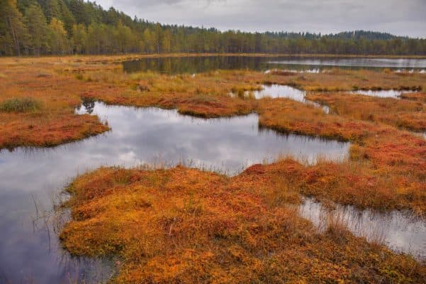 Природная зона Санкт-Петербурга &ndash; в какой находится