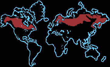 Природная зона Тайга &ndash; характеристика и описание, животные