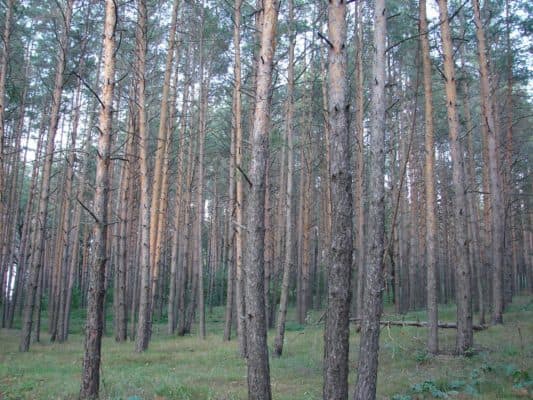 Природная зона Татарстана (Казани)