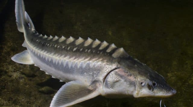Природная зона Волгограда &ndash; в какой зоне находится Волгоградская область