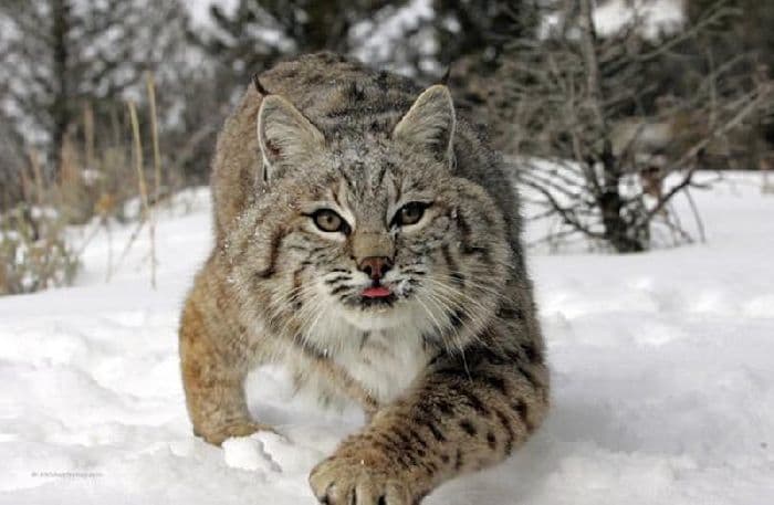 Природное сообщество Лес (3 класс, окружающий мир) &ndash; характеристика