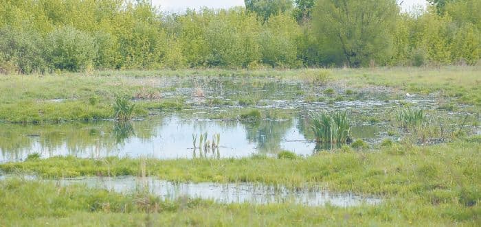 Природное сообщество Луг – характеристика животных