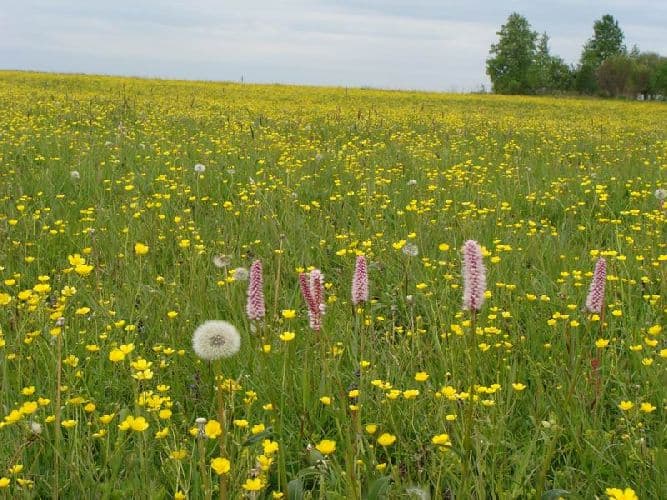 Природное сообщество &ndash; роль, значение, примеры (4 класс, окружающий мир)