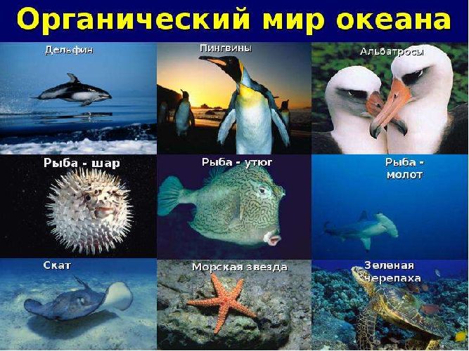 Природные ресурсы Атлантического океана – список особенностей, минеральные или биологические, полезные ископаемые кратко (7 класс, география)