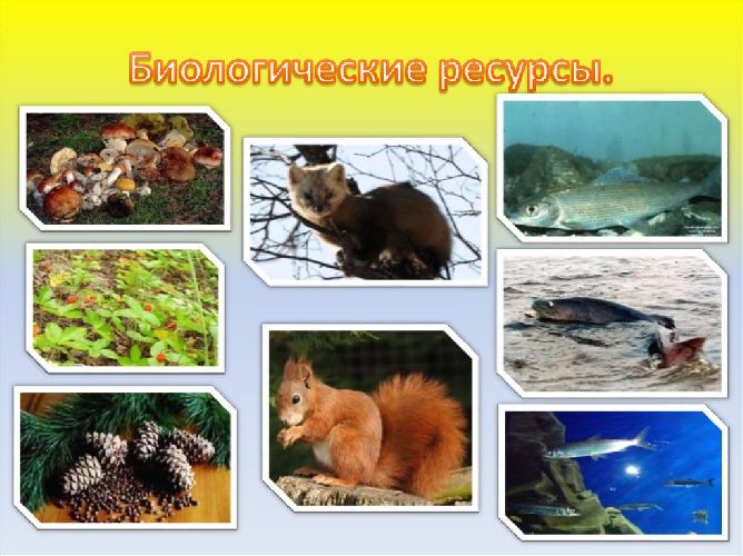 Природные ресурсы – таблица, сравнительная характеристика видов, характеристики и особенности, доклад на тему (8 класс, география)