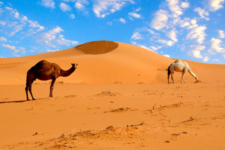 Природные зоны Африки и их характеристика &mdash; от пустынь до экваториальных лесов