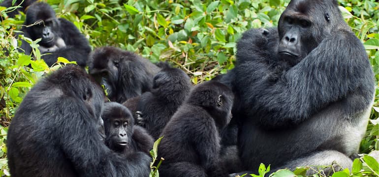 Природные зоны Африки и их характеристика &mdash; от пустынь до экваториальных лесов