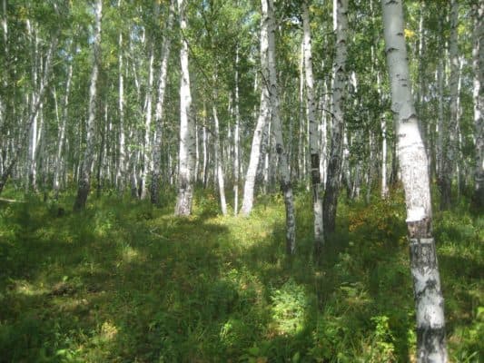 Природные зоны Башкортостана и Уфы